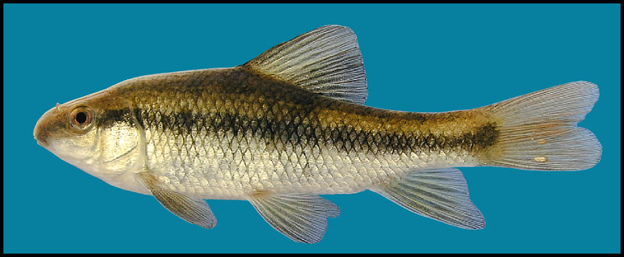 lake chubsucker Erimyzon sucetta